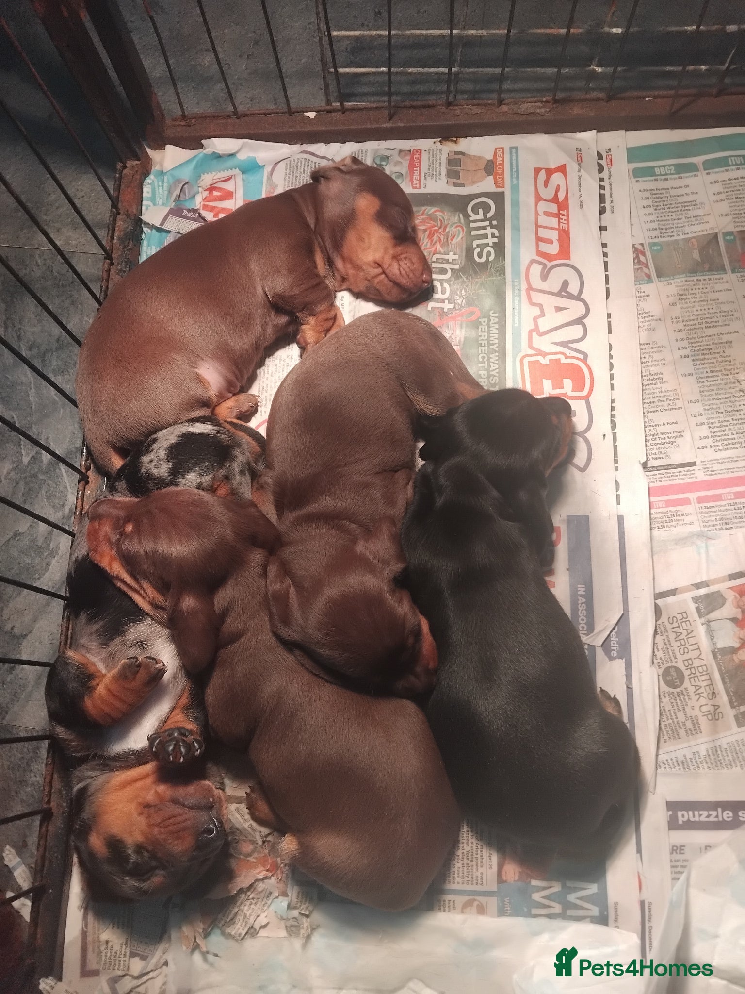 Miniature Dachshund dogs Miniature dachshund  - Advert 2