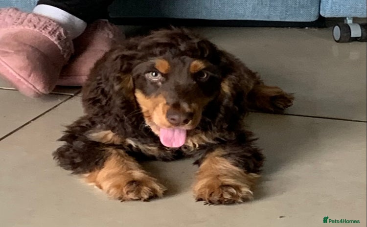 Cocker Spaniel dogs - Advert 5