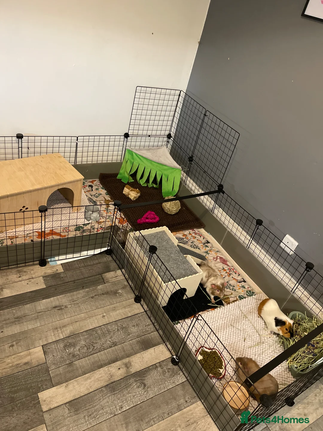 Guinea Pig rodents for sale: Four male guinea pigs & Whole set up included  - Advert 2