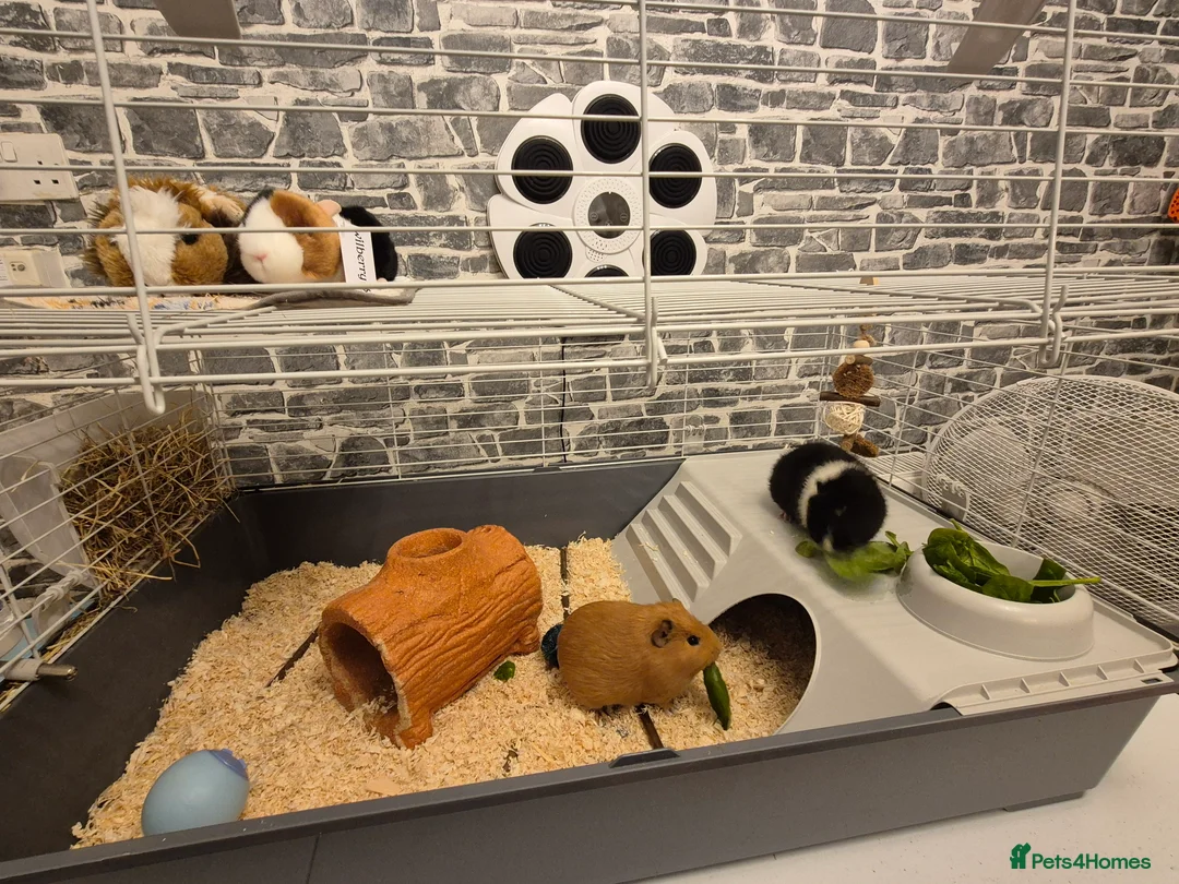 Guinea Pig rodents for sale: Two female guinea pigs 18 weeks old - Advert 4