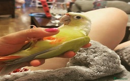 Conures birds for sale: Hand tame conure - Image 2