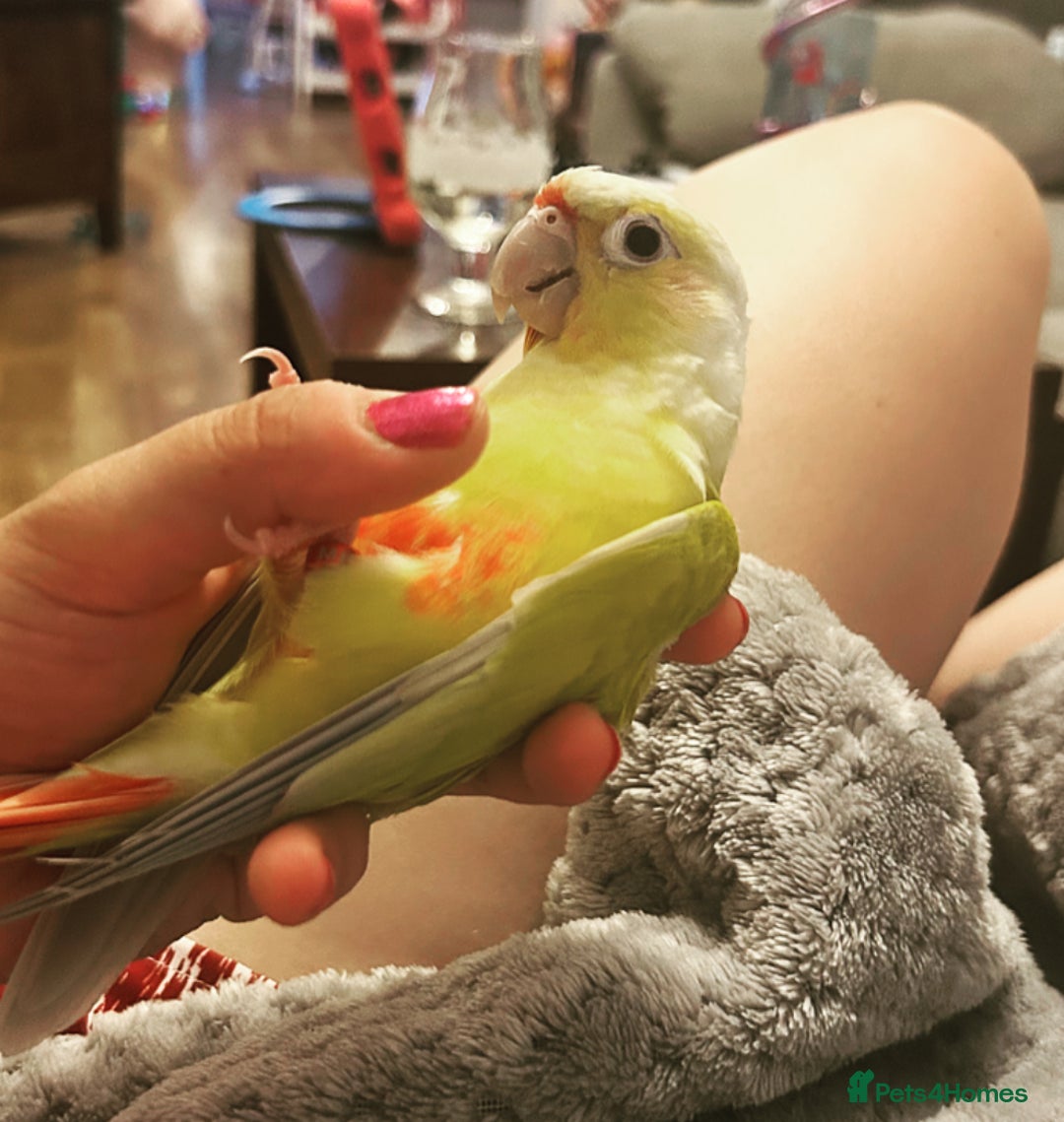 Conures birds for sale: Hand tame conure - Image 2
