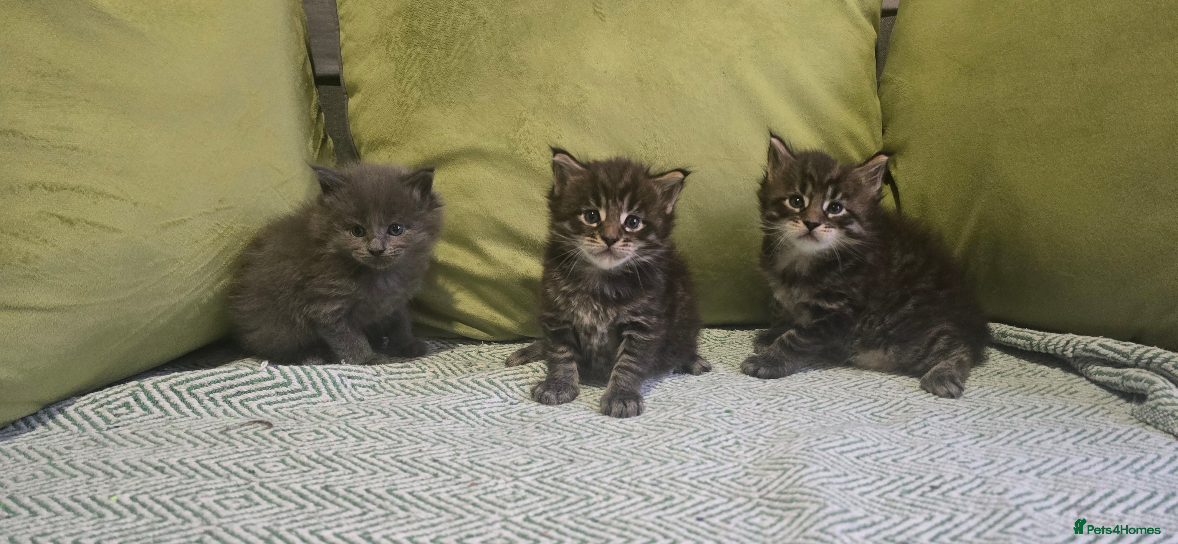 Maine Coon cats Maine Coon Kittens reservation  - Advert 13