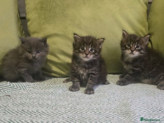 Maine Coon cats Maine Coon Kittens reservation - Advert 4