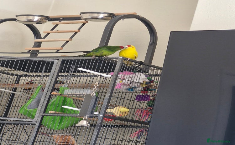 Mixed Breed birds - Advert 1