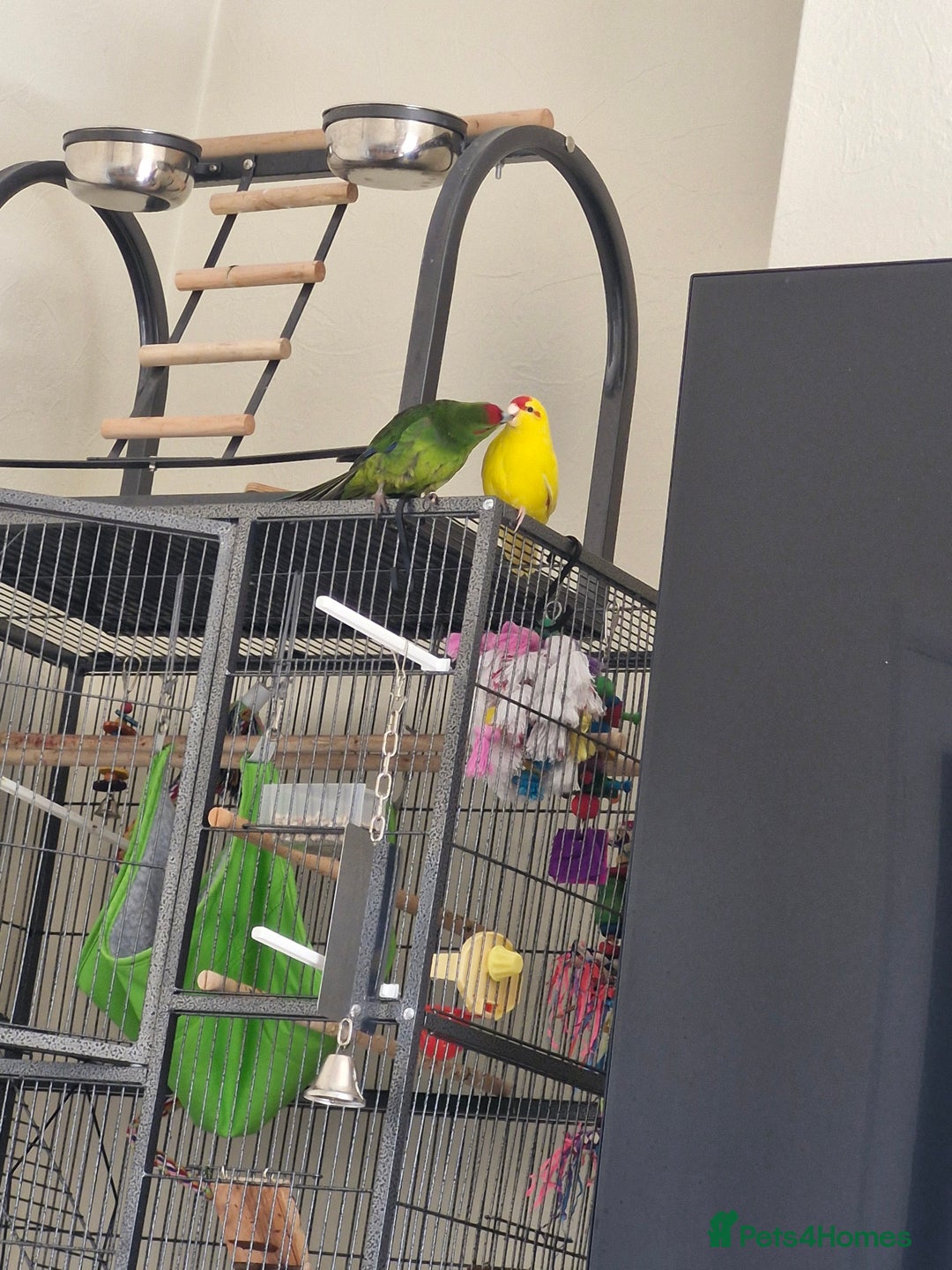 Mixed Breed birds for sale:  🐦 Bonded Pair of Cheeky Kakarikis 🐦 - Image 1
