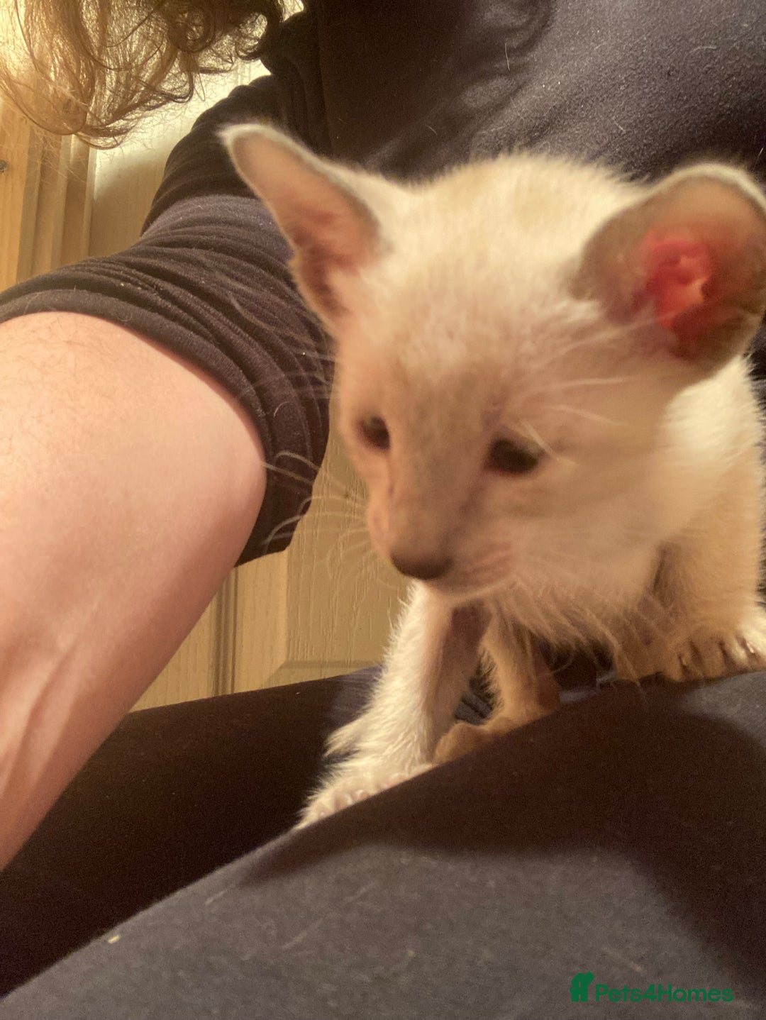 Oriental cats for sale: Oriental shorthair kittens - Advert 5