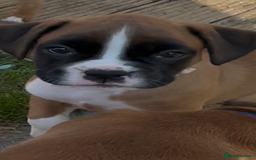 Boxer dogs for sale: READY NOW Boxer Puppies KC registered  - Image 28