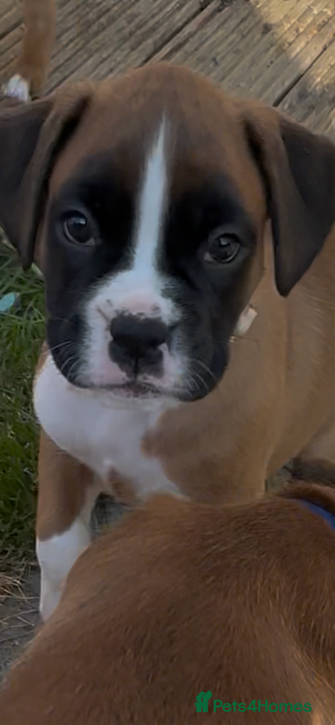 Boxer dogs for sale: READY NOW Boxer Puppies KC registered  - Image 28