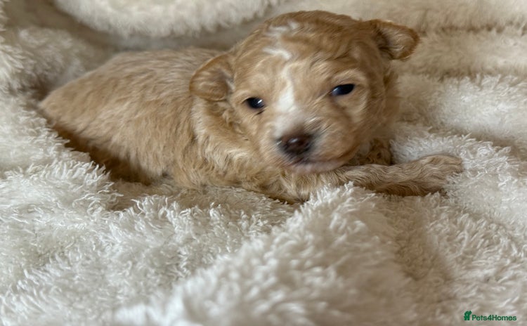 Maltipoo dogs - Advert 9