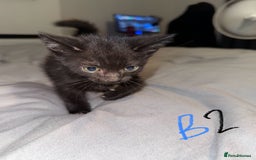 Mixed Breed cats for sale: 5x kittens looking for forever homes  - Image 9