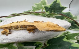 Gecko reptiles for sale: Lily whites and tri colour harliquin  £40/60 - Image 6