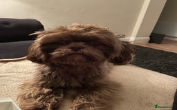 Shih Tzu dogs for sale: Imperial Shih Tzu  - Advert 5