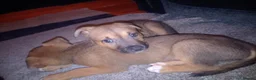 Mixed Breed dogs for sale: Bulakita - Advert 4