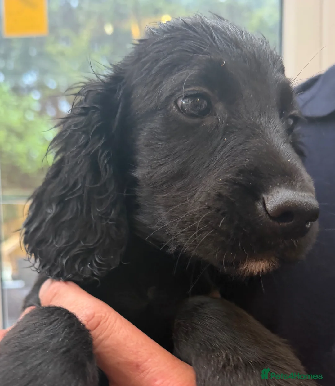 Cocker Spaniel dogs for sale: Cocker spaniel dog pup - Advert 6