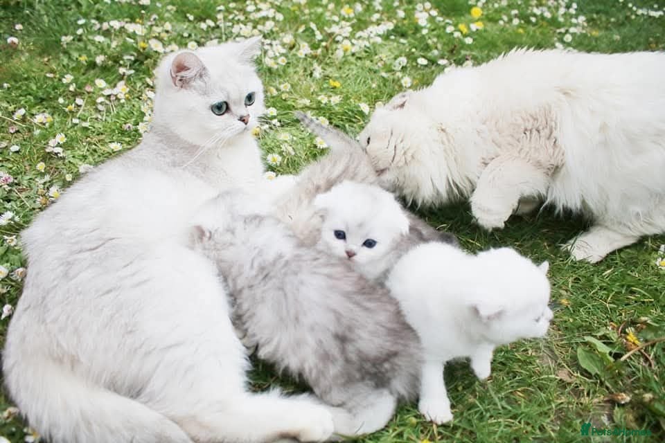 Scottish Fold cats Adorable Scottish Kittens Available - Advert 1