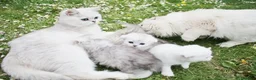 Scottish Fold cats for sale: Adorable Scottish Kittens Available in Bedford - Advert 1