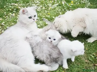Scottish Fold cats Adorable Scottish Kittens Available - Advert 1