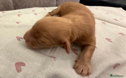 Mixed Breed dogs for sale: Australian Labradoodle Pups. READY 30th October  - Image 21