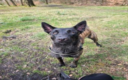 Mixed Breed dogs for sale: Dutch Shepherd  - Image 6