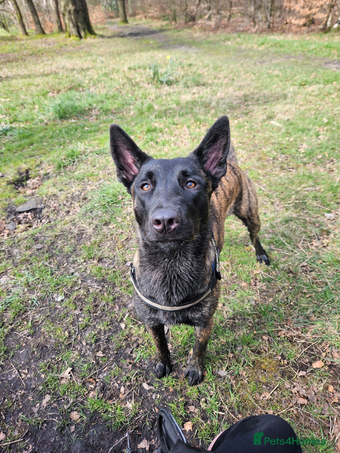 Mixed Breed dogs for sale: Dutch Shepherd  - Image 6