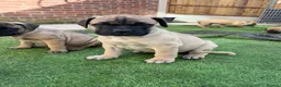 Bullmastiff dogs for stud: 🦴 Bullmastiff - PROVEN KC Reg. 5 Gen Pedigree 🦴 - Advert 13