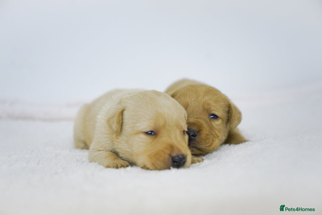 Labrador Retriever dogs for sale: Gorgeous Fox Red & Yellow Labrador Puppies - Advert 15