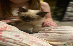 Ragdoll cats for sale: Ragdoll cross siamese  - Image 1
