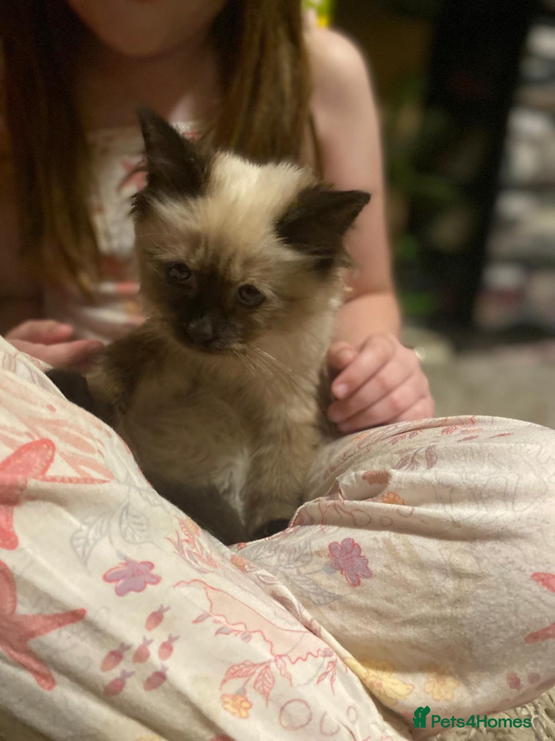 Ragdoll cats for sale: Ragdoll cross siamese  - Image 1
