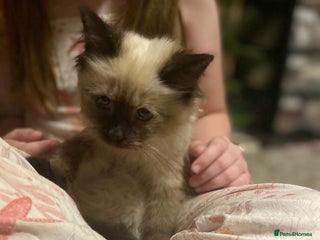 Ragdoll cats - Advert 1