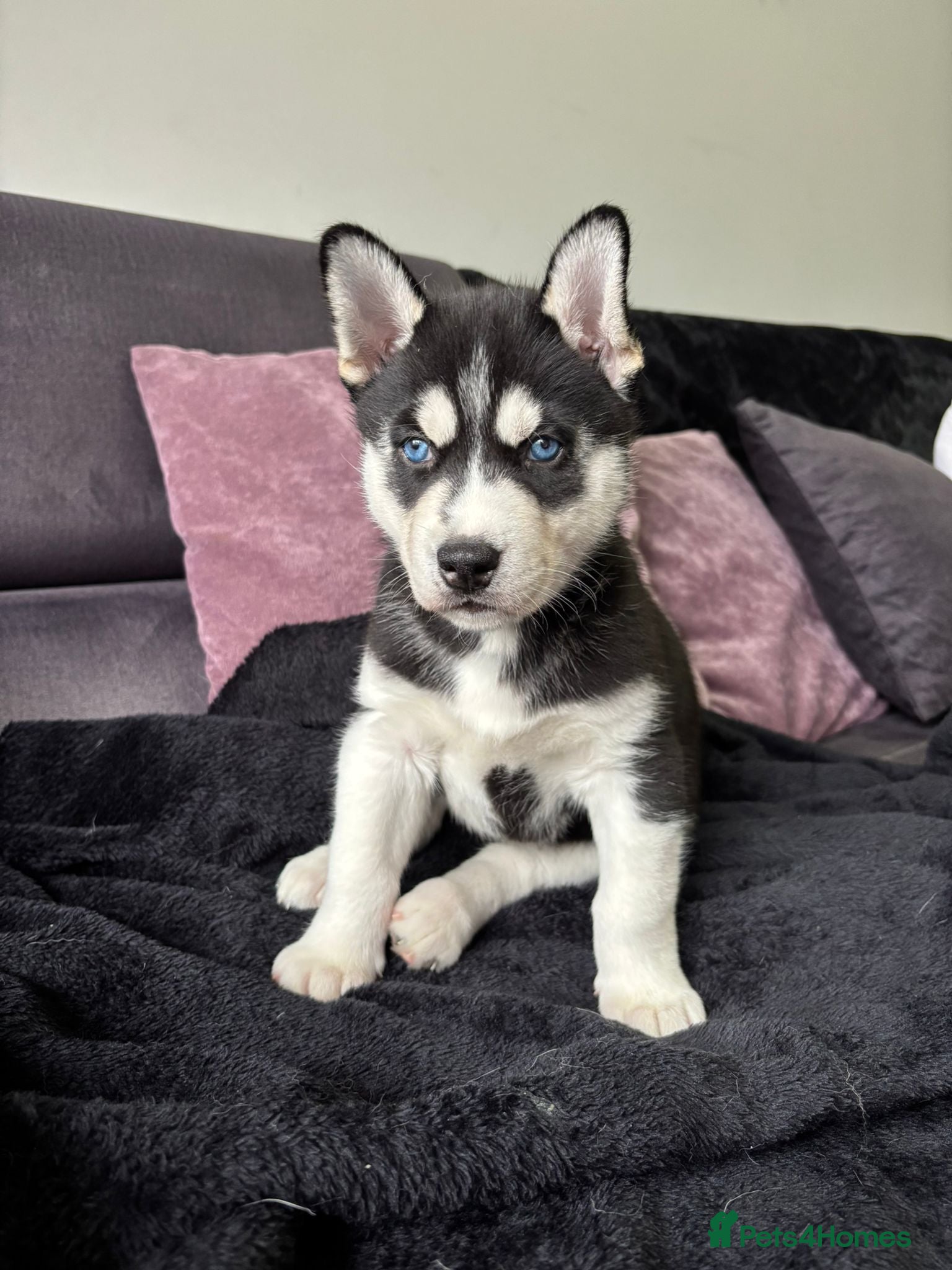 Siberian Husky dogs Stunning blue eyed siberian husky  - Advert 2