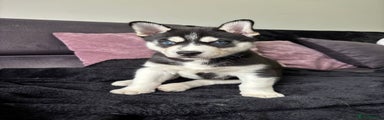 Siberian Husky Puppy 1