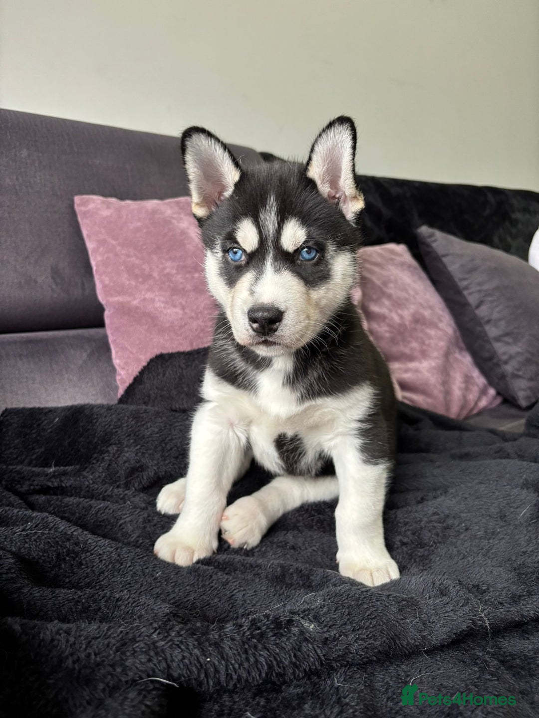 Siberian Husky dogs for sale: Stunning blue eyed siberian husky  - Advert 4
