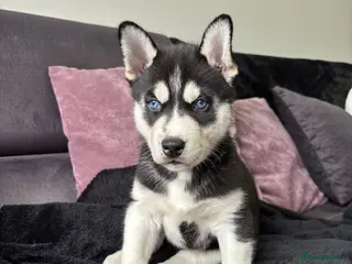 Siberian Husky dogs Stunning blue eyed siberian husky - Advert 2