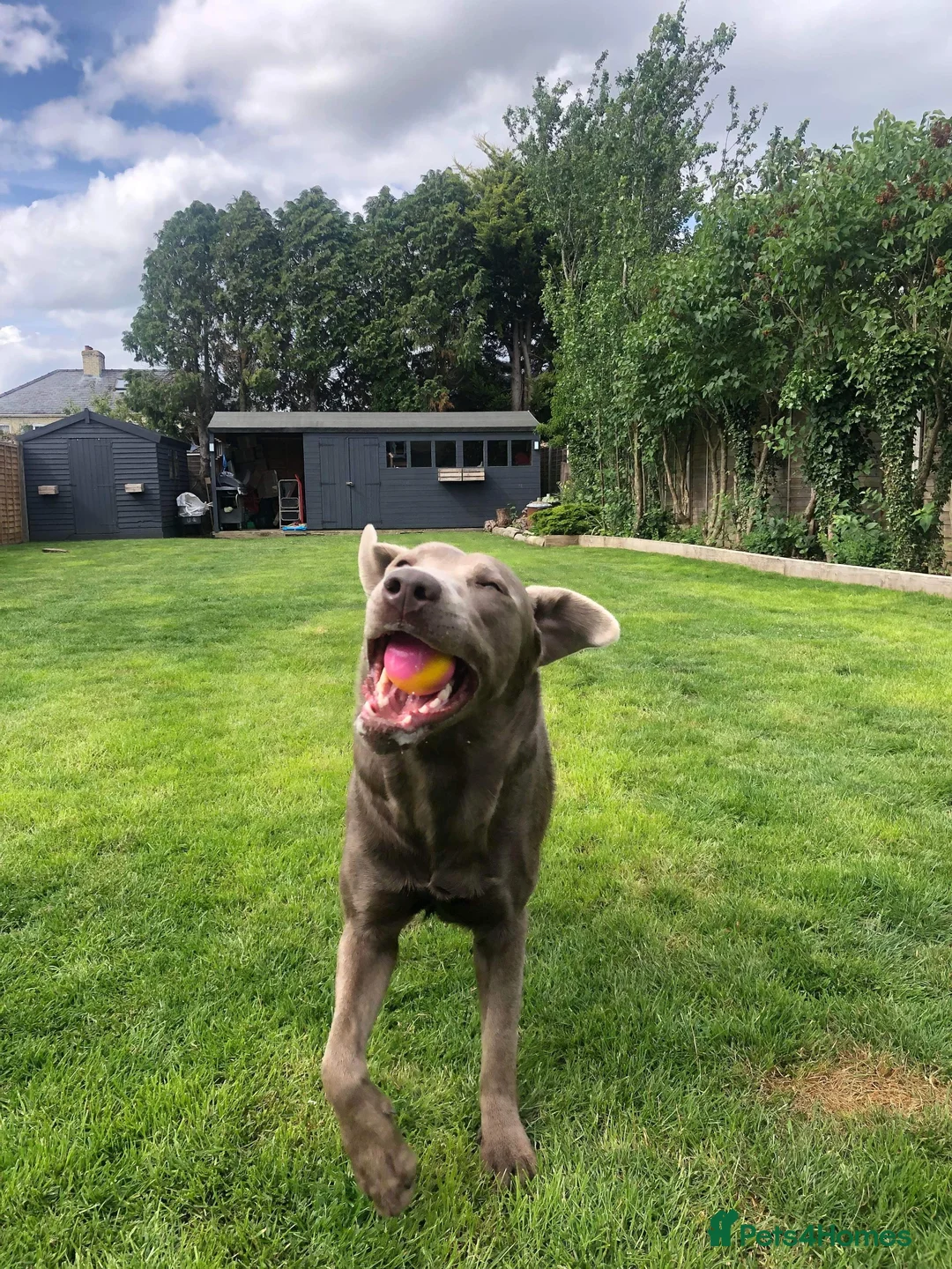 Labrador Retriever dogs for stud: Championship lines, KC silver lab stud 0.0% COI in Cambridge - Advert 15