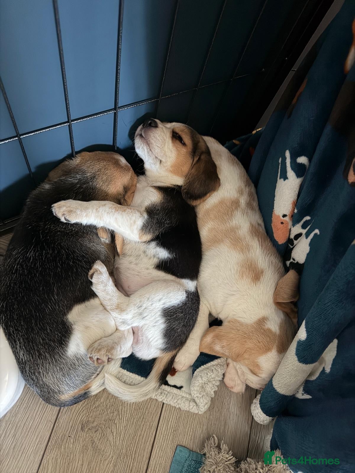 Beagle dogs Beautiful Beagle Girls  - Advert 1