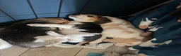 Beagle dogs for sale: Beautiful Beagle Girls  in Thetford - Advert 1