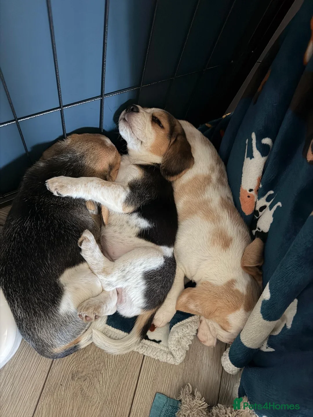 Beagle dogs for sale: Beautiful Beagle Girls  in Thetford - Advert 1