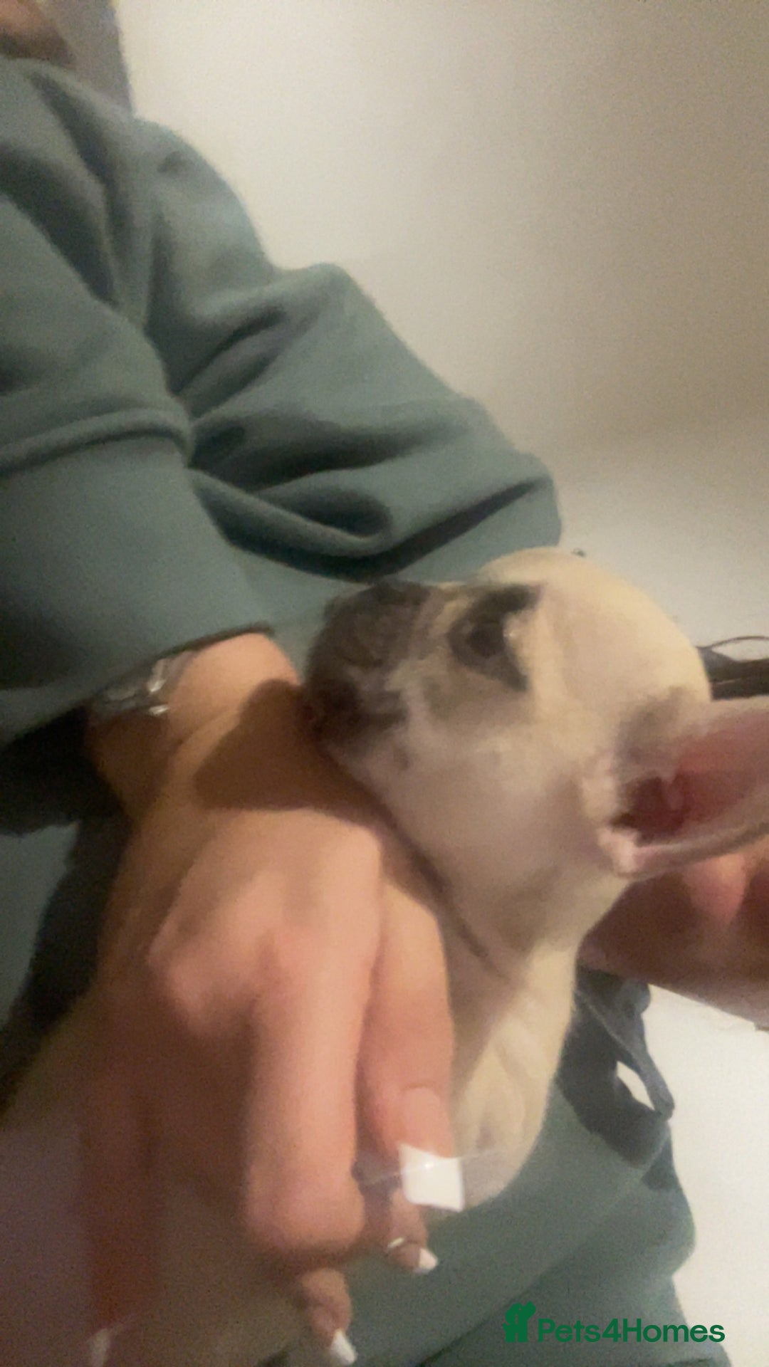 French Bulldog dogs for sale: Frenchie pups - Advert 3