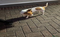 Mixed Breed dogs for sale: Jack Russel x chihuahua - Image 4
