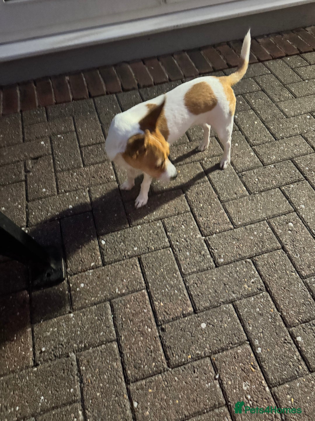Mixed Breed dogs for sale: Jack Russel x chihuahua - Image 4