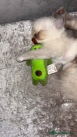 Ragdoll cats - Advert 13