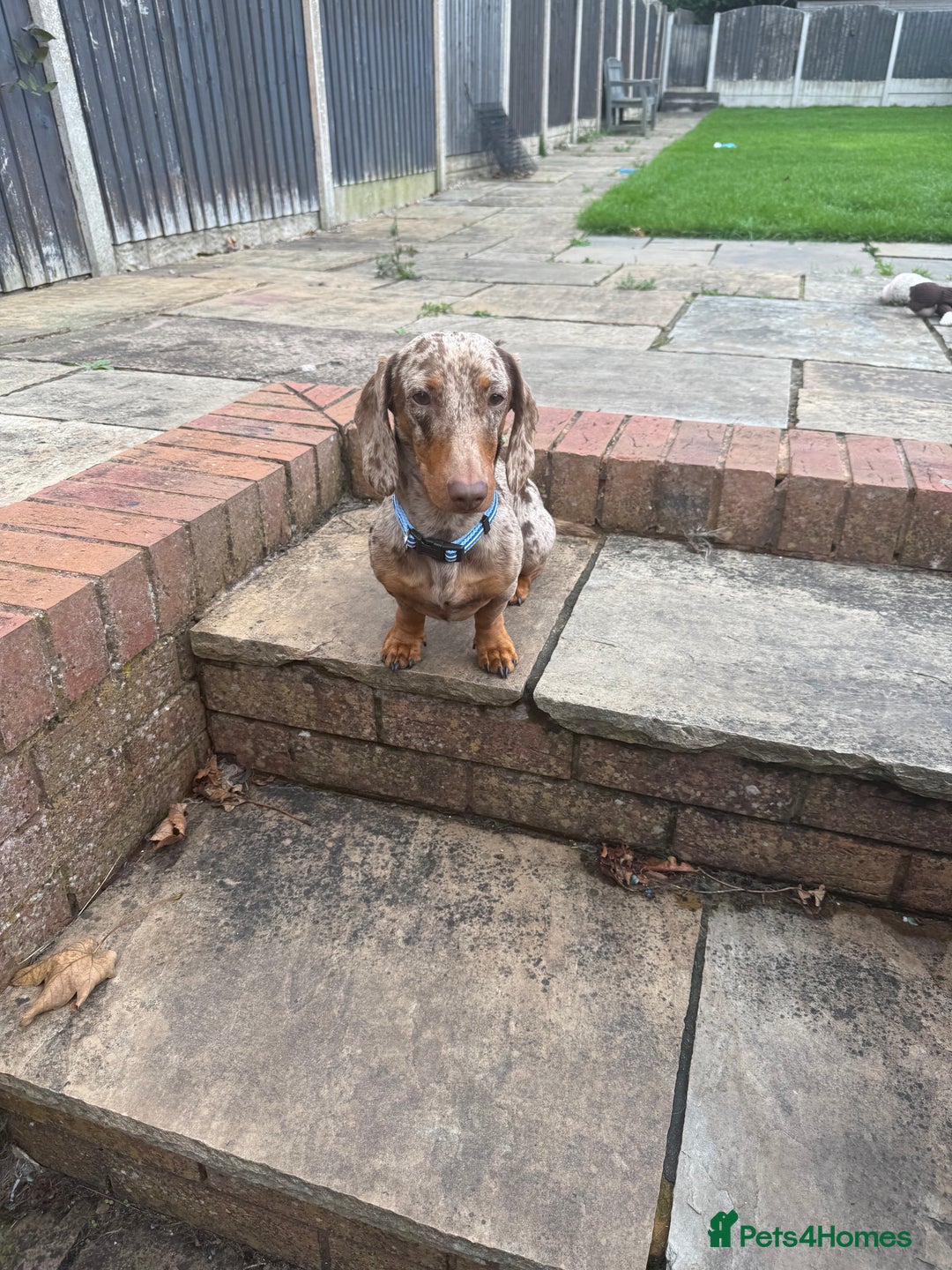 Miniature Dachshund dogs for sale: Gorgeous miniature dachshunds   - Advert 12