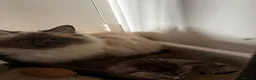 Mixed Breed cats for sale: 2 beautiful half ragdoll kittens  - Advert 3