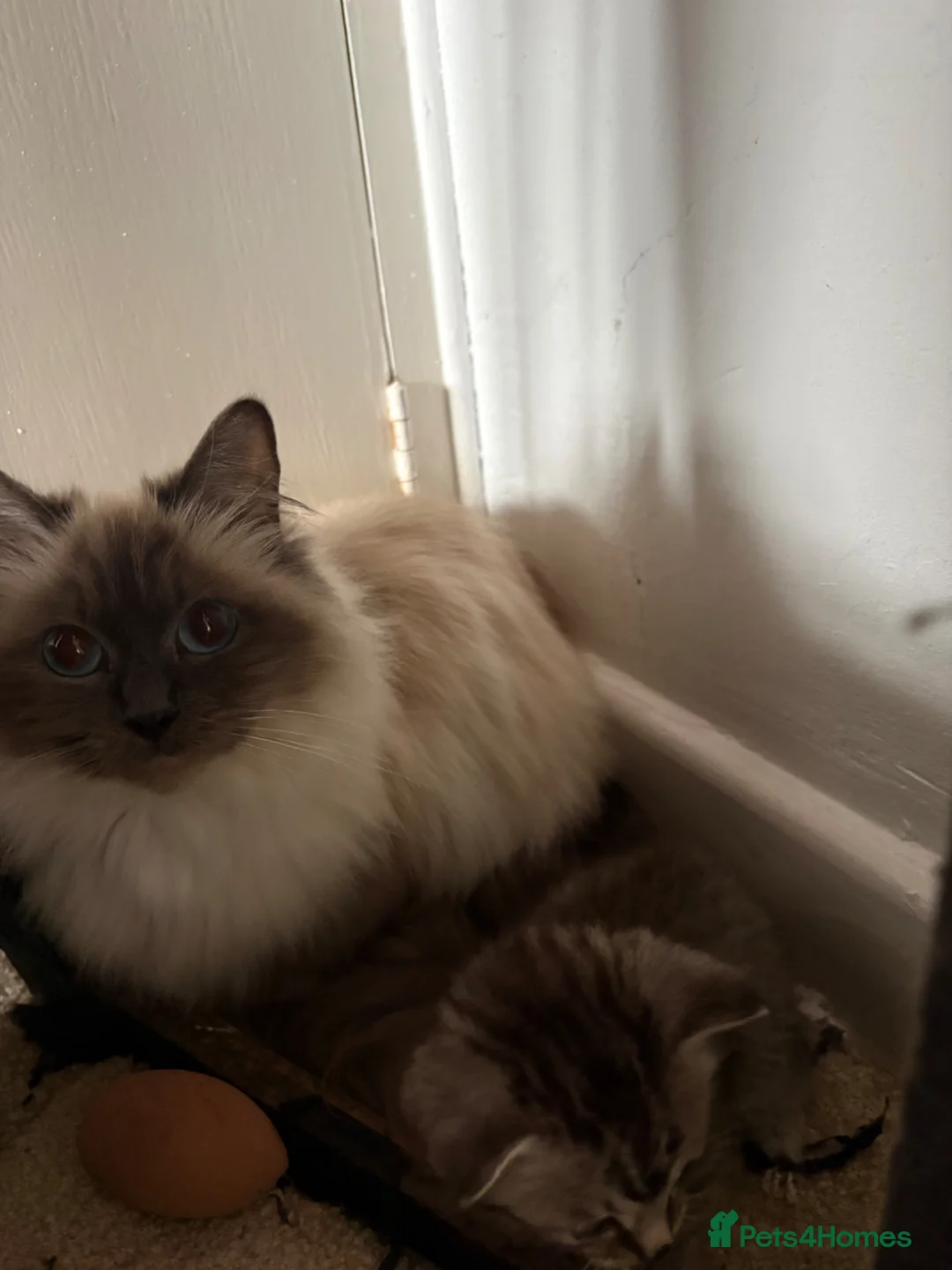 Mixed Breed cats for sale: 2 beautiful half ragdoll kittens  - Advert 3