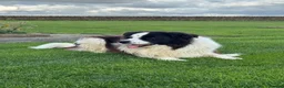 Border Collie dogs for sale: Gorgeous Litter of border collie puppy’s  - Advert 14