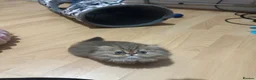 Persian cats for sale: Stunning Persian chinchilla kittens  - Advert 9