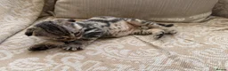 Scottish Fold cats for sale: 4 Scottish fold x Scottish straight  in Northampton - Advert 7