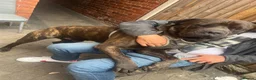 Mixed Breed dogs for stud: For stud. MastiffxCorso dog - Advert 6