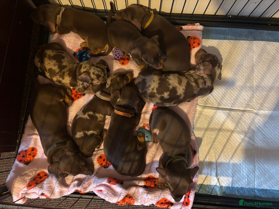 Dachshund dogs for sale: Miniature Dachshund pups £1000 - Image 12
